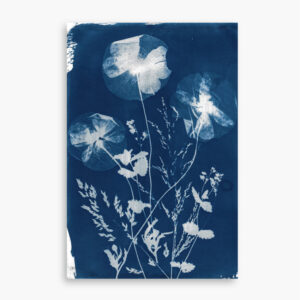 June - cyanotype