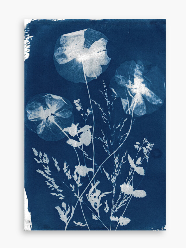 June - cyanotype
