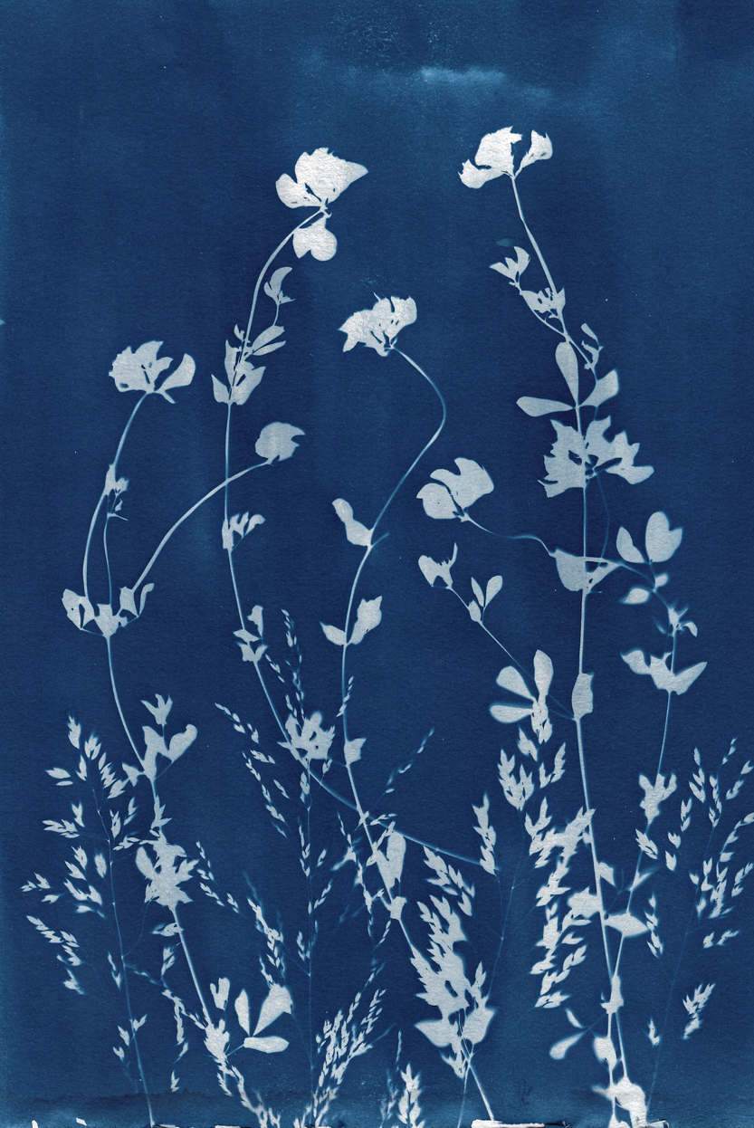 Cyanotype: July. Lise Kryger Studio